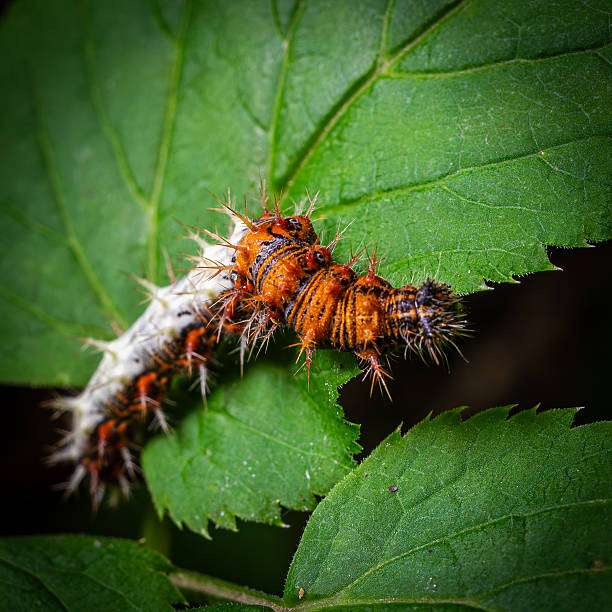 A Comma Butterfly caterpillar clings to a lush green leaf exhibiting its striking orange and black stripes while surrounded by rich foliage serene environment.
