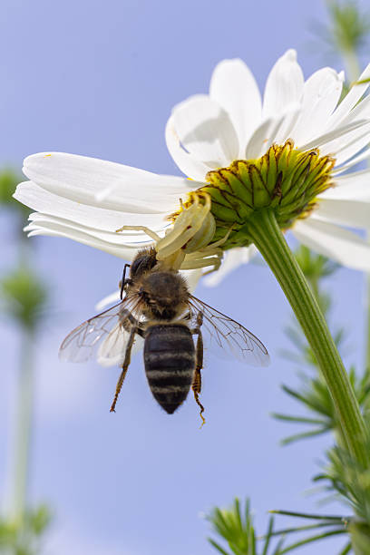 istock Spider and bee interaction on a blooming flower under a clear blue sky with soft sunlight highlighting their activity in springtime 2245081562