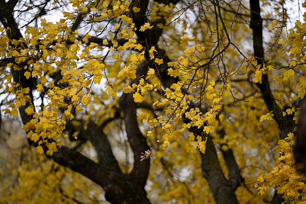 A mature tree covered with golden-yellow autumn leaves captured in gentle daylight. The dark branches contrast beautifully with the warm tones of the foliage, highlighting the calm and nostalgic mood of the fall season.