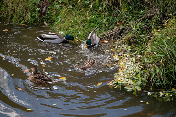 A male and female mallard duck stand side by side on a grassy riverbank, surrounded by autumn vegetation and calm water. The natural lighting and reflections create a serene scene of wildlife in its peaceful habitat.