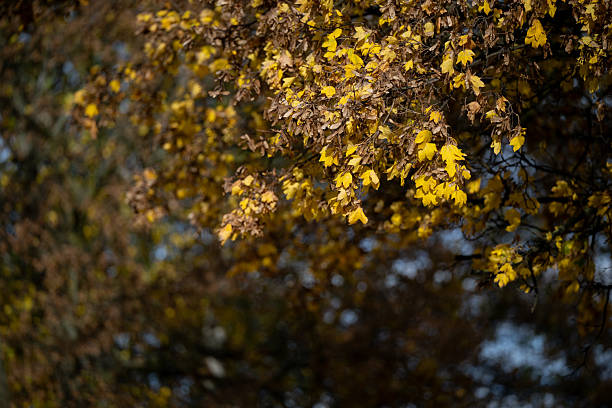 Bright yellow autumn leaves glow in the sunlight, creating a warm and vibrant seasonal scene. The soft background blur emphasizes the delicate shapes and colors of the foliage, evoking a sense of calm and natural beauty.