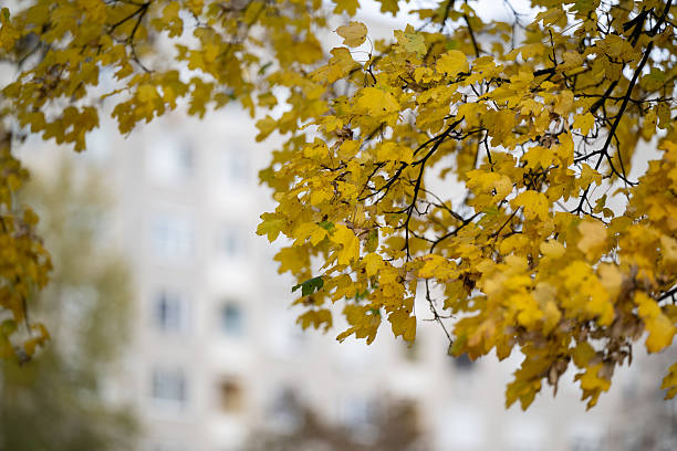 Golden-yellow autumn leaves hang from tree branches with a soft-focus apartment building in the background. The warm tones of the foliage contrast beautifully with the muted urban scenery, evoking a peaceful and seasonal atmosphere.