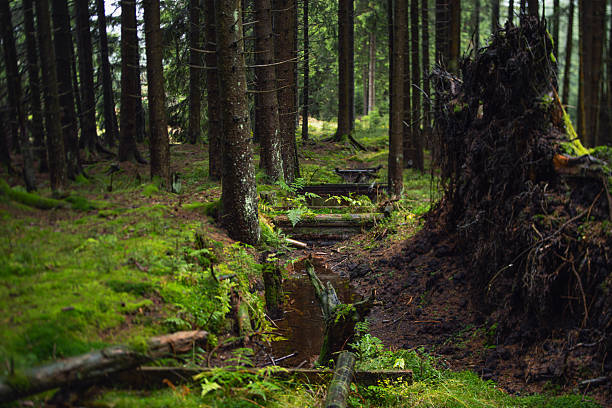 Thuringian Forest, small weirs on a hilltop to improve water availability for trees