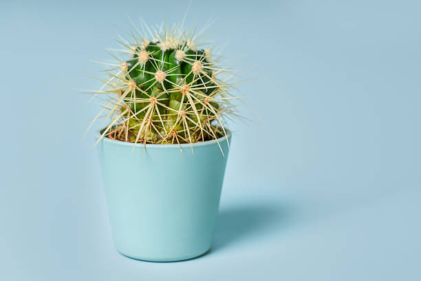 istock Cactus in a planter on a blue background 2245087472