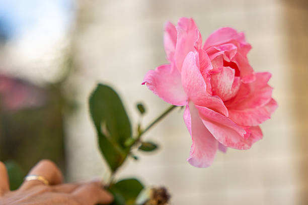 istock ping rose in garden 2245088156