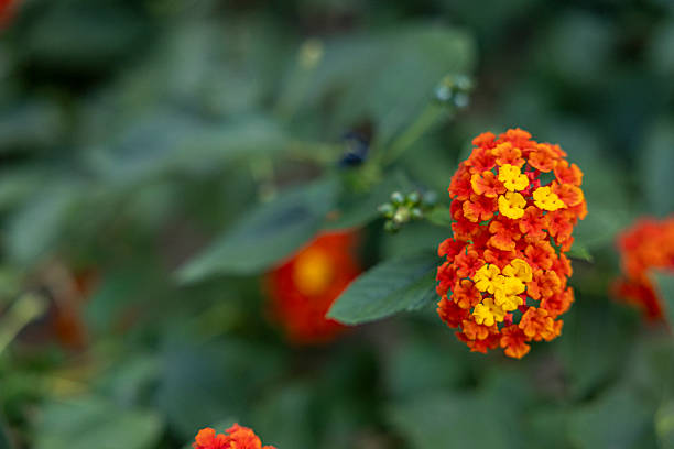 Colorful flowers in garden