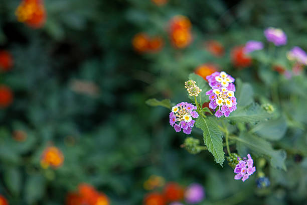 Colorful flowers in garden