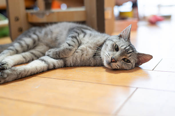 istock A cute cat lying on the floor and relaxing 2245089805