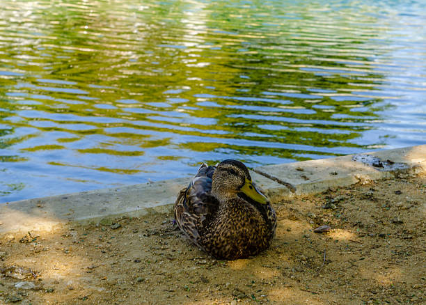 A wild duck sits on the surface of a pond with reflection and soft sunlight in a park.