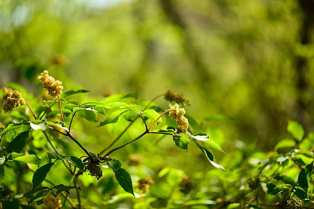 Sambucus williamsii var. coreana, the Korean elder, a deciduous shrub with hollow stems, cream-colored flowers in spring, and red berries in summer, native to Korean forests. Photographed in Korea.