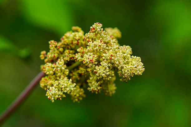 istock Sambucus williamsii var. coreana, Korean elder with hollow stem and red berries, deciduous shrub found in Korea. 2245090396