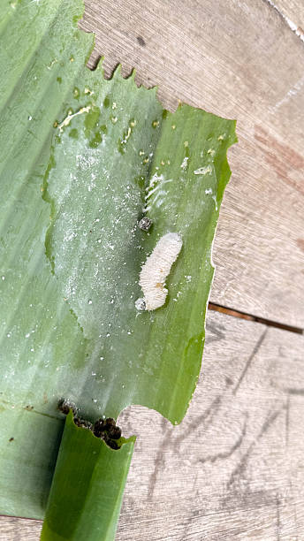 istock Opogona subcervinella,Banana worms 2245091723
