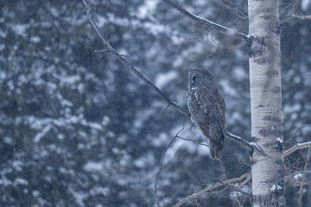 istock Great Grey Owl camouflaged in the forest of Alberta during a snowfall, Canada 2245091820