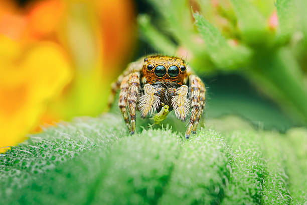 istock Jumping spider eating insect prey on green leaf 2245092462