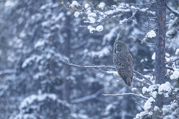 istock Great Grey Owl camouflaged in the forest of Alberta during a snowfall, Canada 2245092863