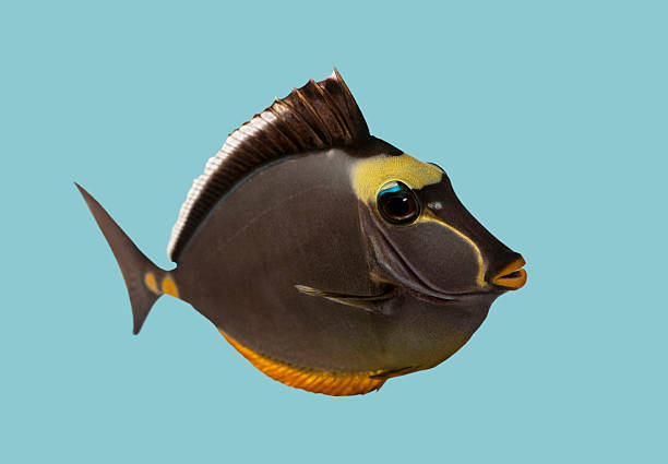 istock Naso tang fish swimming against blue background 2245092924
