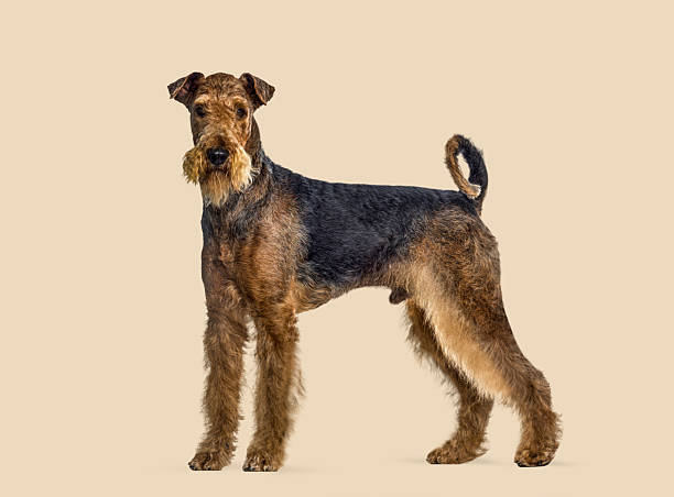 istock Airedale terrier dog standing in a studio, full length 2245092986