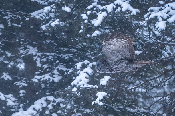 istock Great Grey Owl in flight under a snowfall in the forest of Alberta, Canada 2245093000