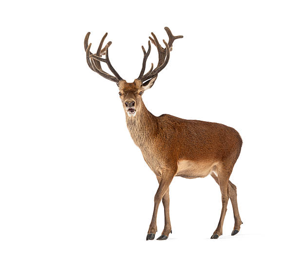 istock Mature red deer stag looking at camera with mouth open 2245093111