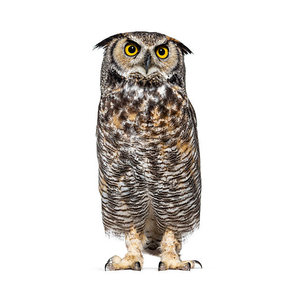 istock Great horned owl standing on white background looking 2245093113
