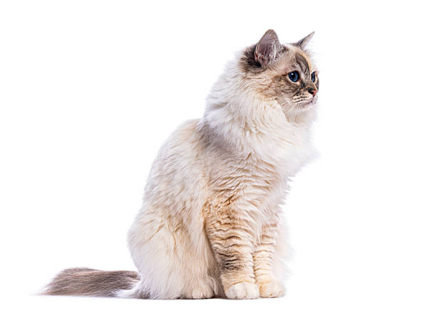 istock Ragdoll cat sitting on white background looking away 2245093183