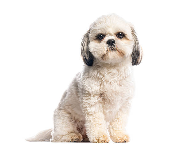 istock Shih tzu dog sitting on white background looking forward 2245093232