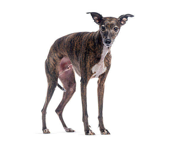 istock Brindle whippet dog standing on white background 2245093277