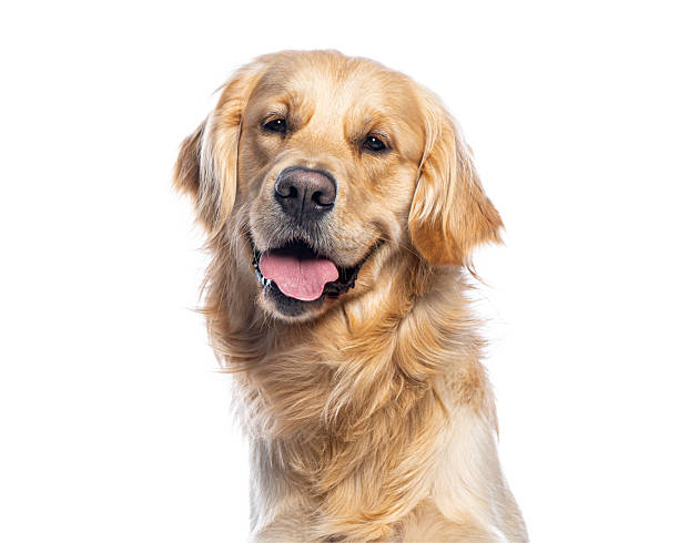istock Golden retriever dog panting happy looking at camera 2245093281