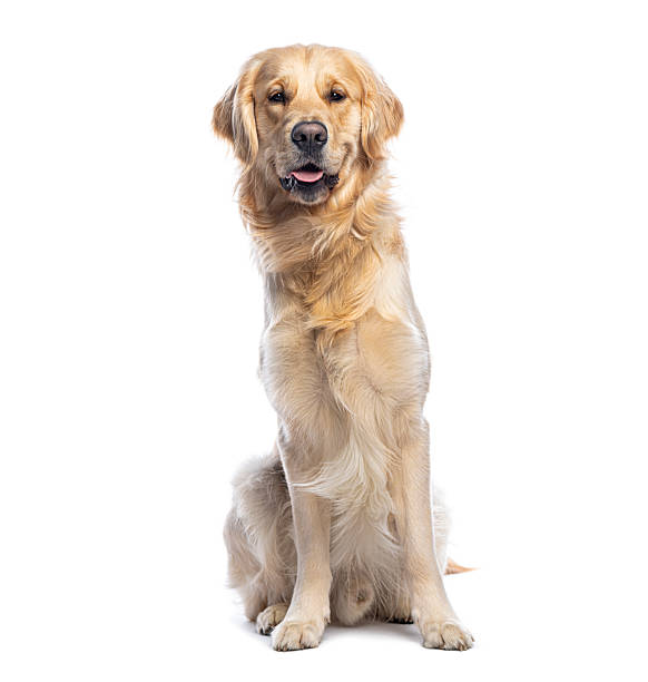 istock Golden retriever dog sitting on white background 2245093349