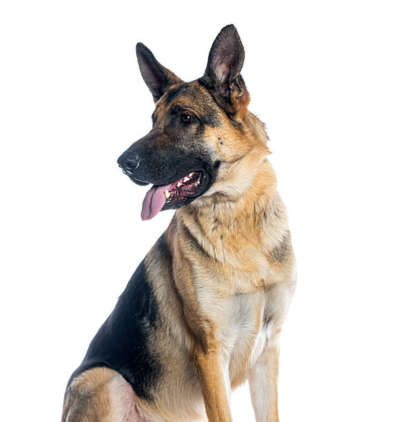 istock German shepherd dog sitting looking away on white background 2245093352