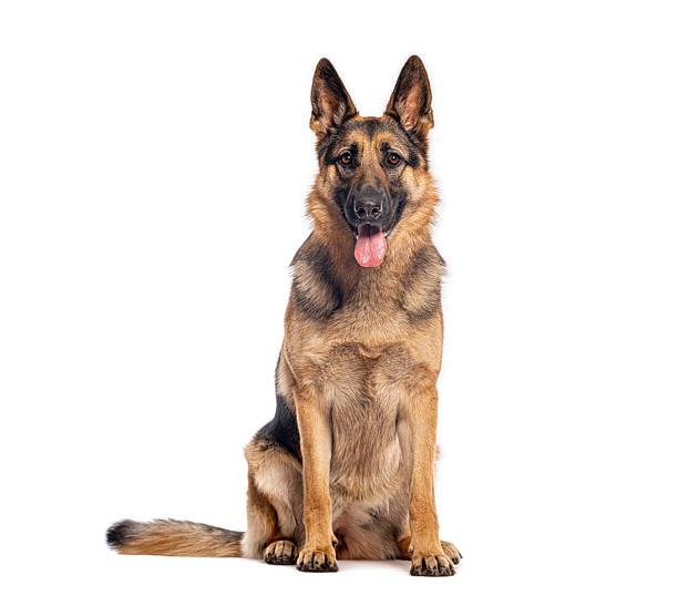 istock German shepherd dog sitting on white background looking at camera 2245093467