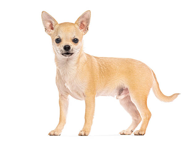 istock Beige chihuahua puppy standing looking at camera 2245093512