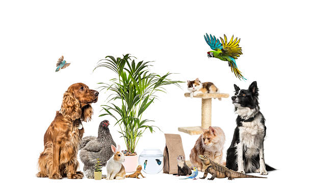 istock Diverse group of pets representing different animal species 2245093649