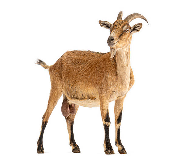 istock Brown male goat buck standing isolated on white 2245093765