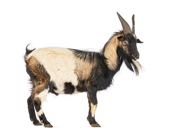 istock Domestic goat standing isolated looking at camera 2245093791