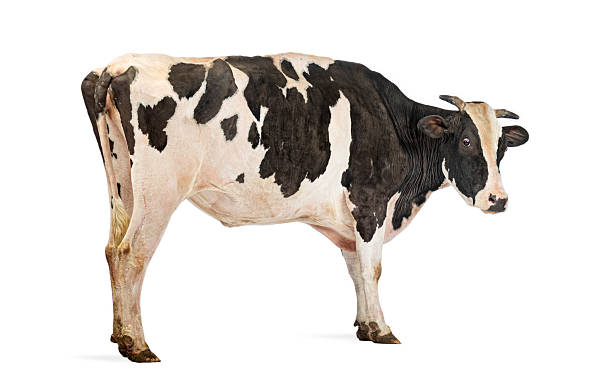 istock Holstein friesian cow standing on white background 2245093802