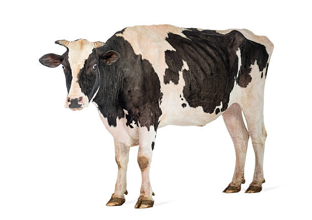 istock Dairy cow standing on white background looking at camera 2245093843