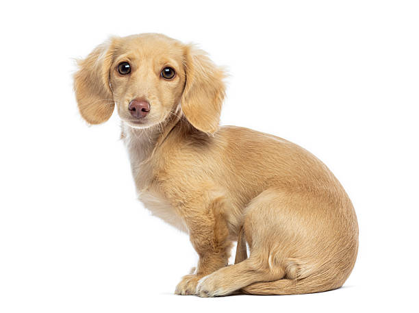 istock Long-haired dachshund puppy sitting on white background 2245093899