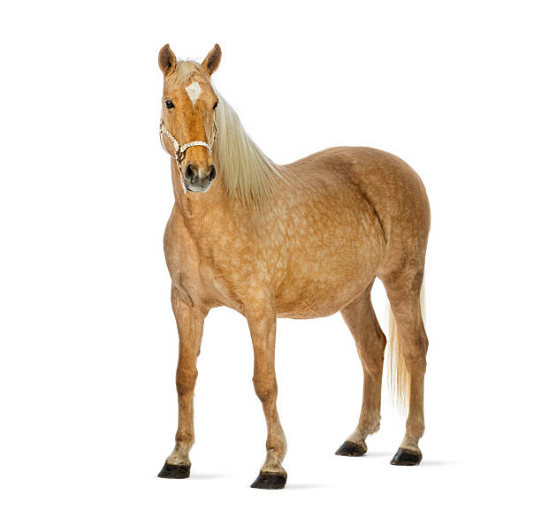 istock Palomino horse standing with halter and looking at camera 2245093918