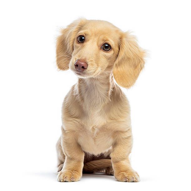 istock Long-haired cream dachshund puppy sitting curious portrait 2245093934