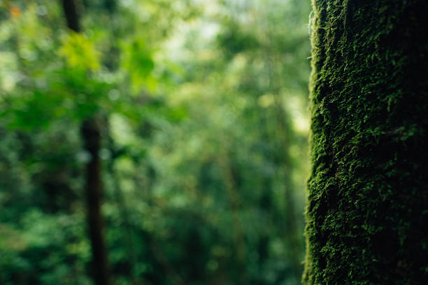 Moss grows on tree bark, exposed to natural sunlight in dense forest areas.