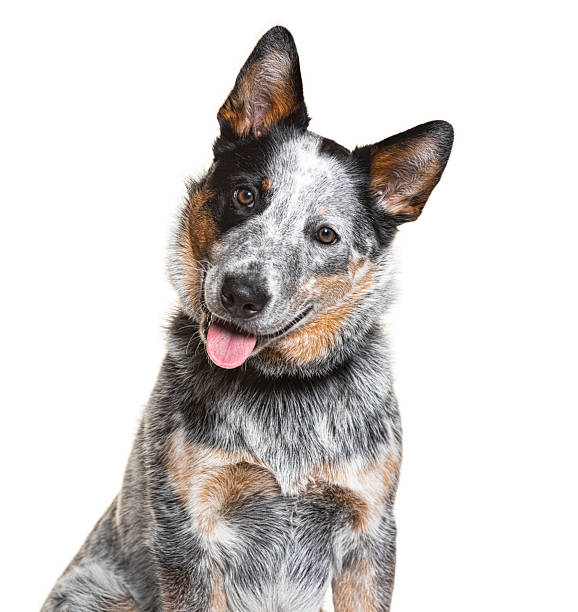 istock Australian cattle dog puppy looking curious with head tilt 2245095874