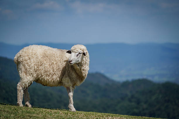 istock sheep in the nature with dramatic tone 2245096009