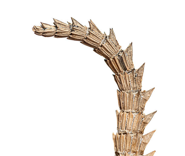 Abstract fossil-like spine structure suggesting ancient creature tail or monster bone