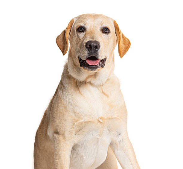 istock Yellow labrador retriever dog sitting looking at camera 2245096273