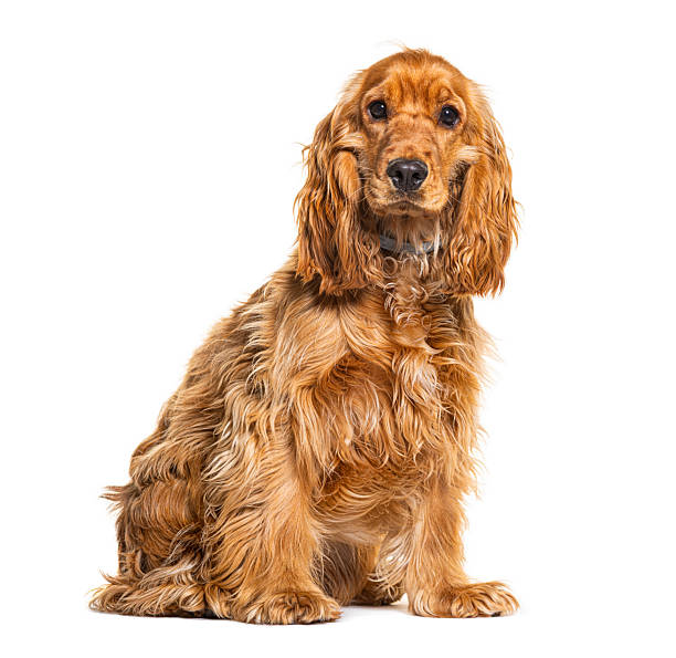 istock Brown english cocker spaniel dog sitting and looking at camera 2245096274