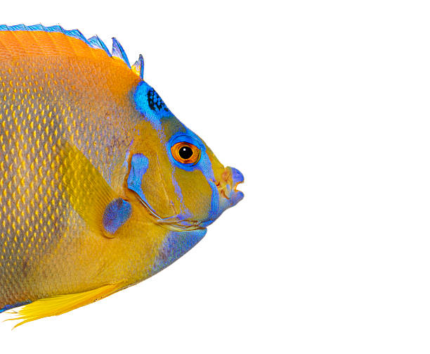 istock Queen angelfish swimming on white background 2245096641