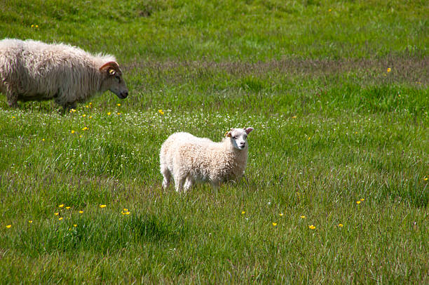 The Icelandic is the Icelandic breed of domestic sheep. It belongs to the Northern European Short-tailed group of sheep, and is larger than most breeds in that group. The fleece is double-coated and may be white or a variety of other colors the face and legs are without wool. The sheep are highly resistant to cold, and are generally left unshorn for the winter.