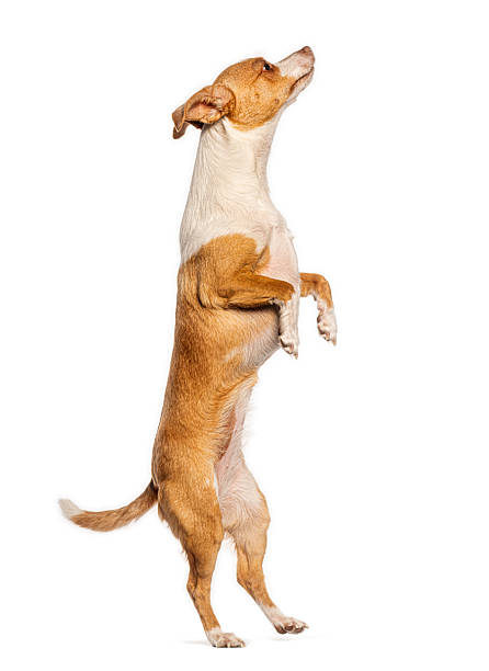 istock Dog standing on hind legs begging trick 2245096900