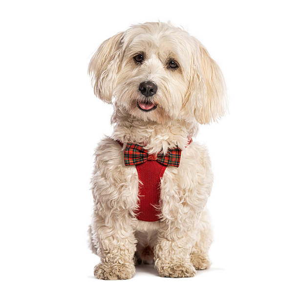 istock Cute white dog wearing festive plaid bowtie 2245096996